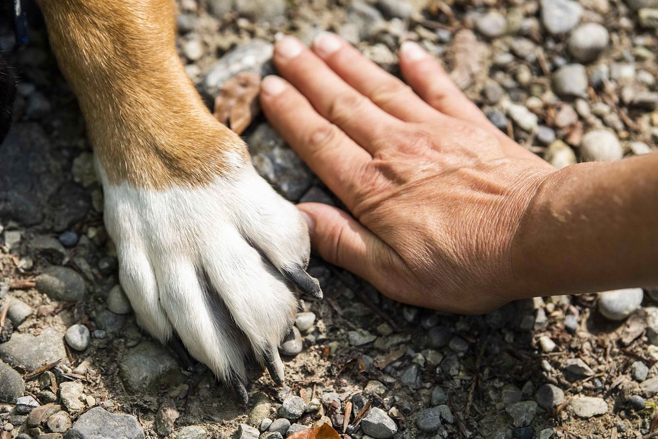 dog paw and human hand