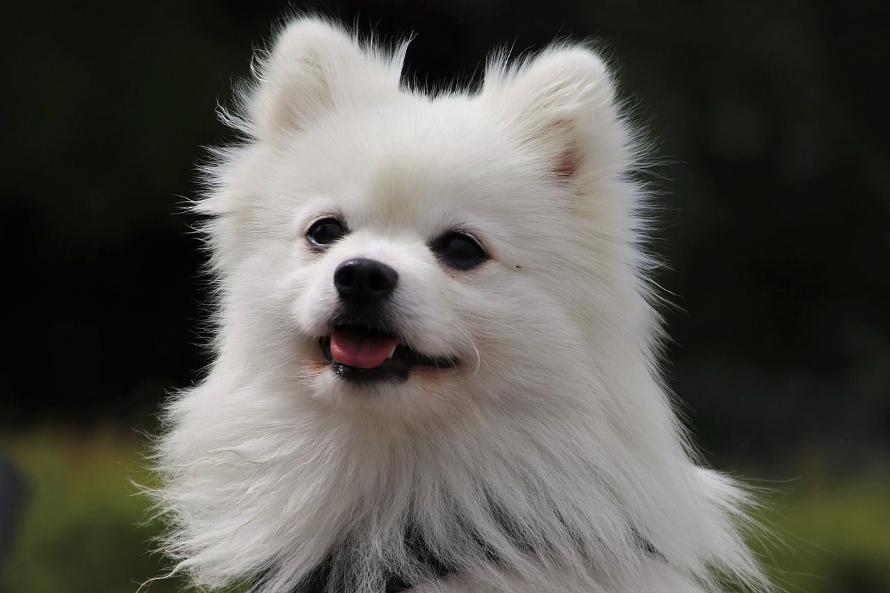 white spitz