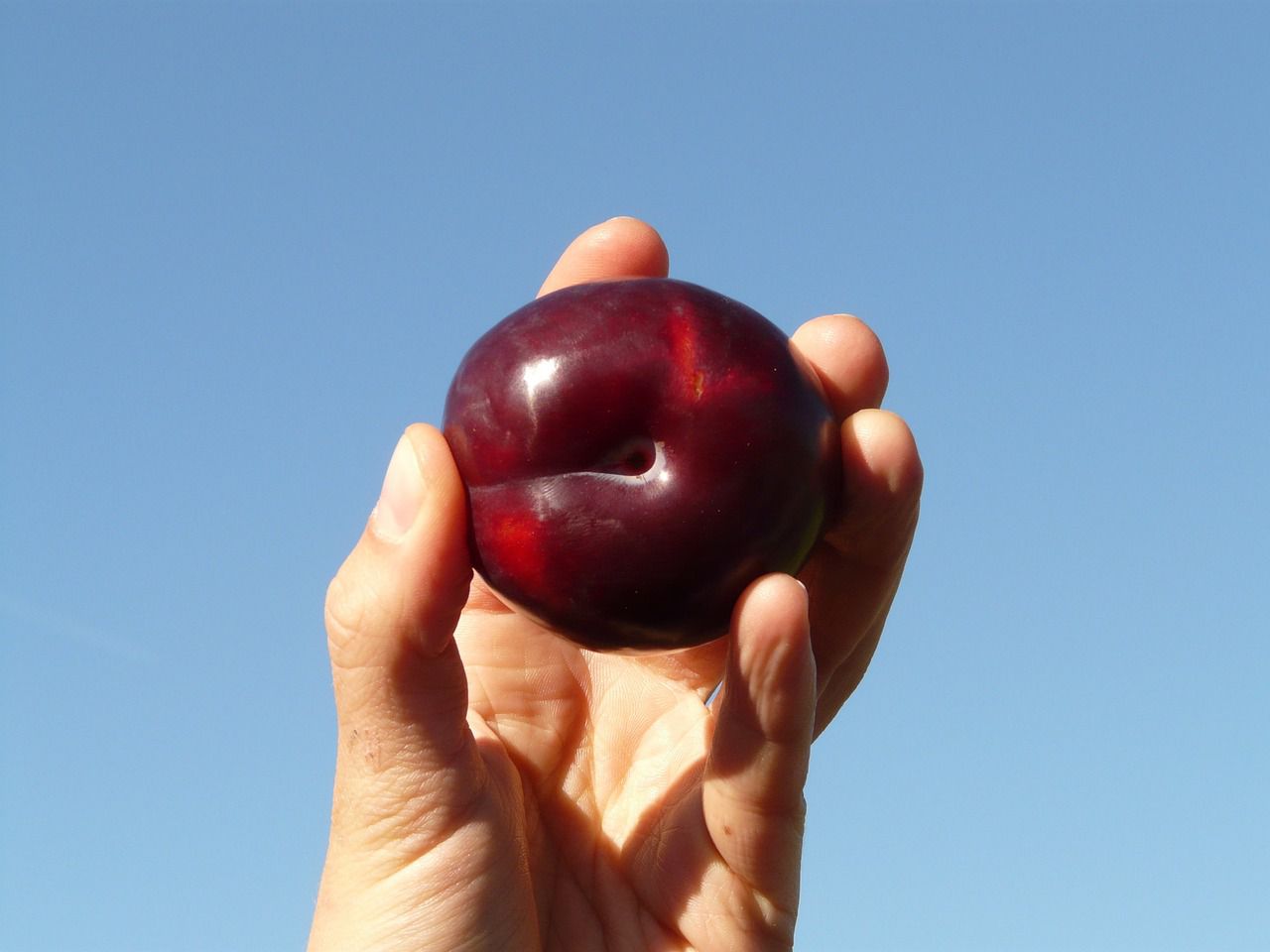 plum