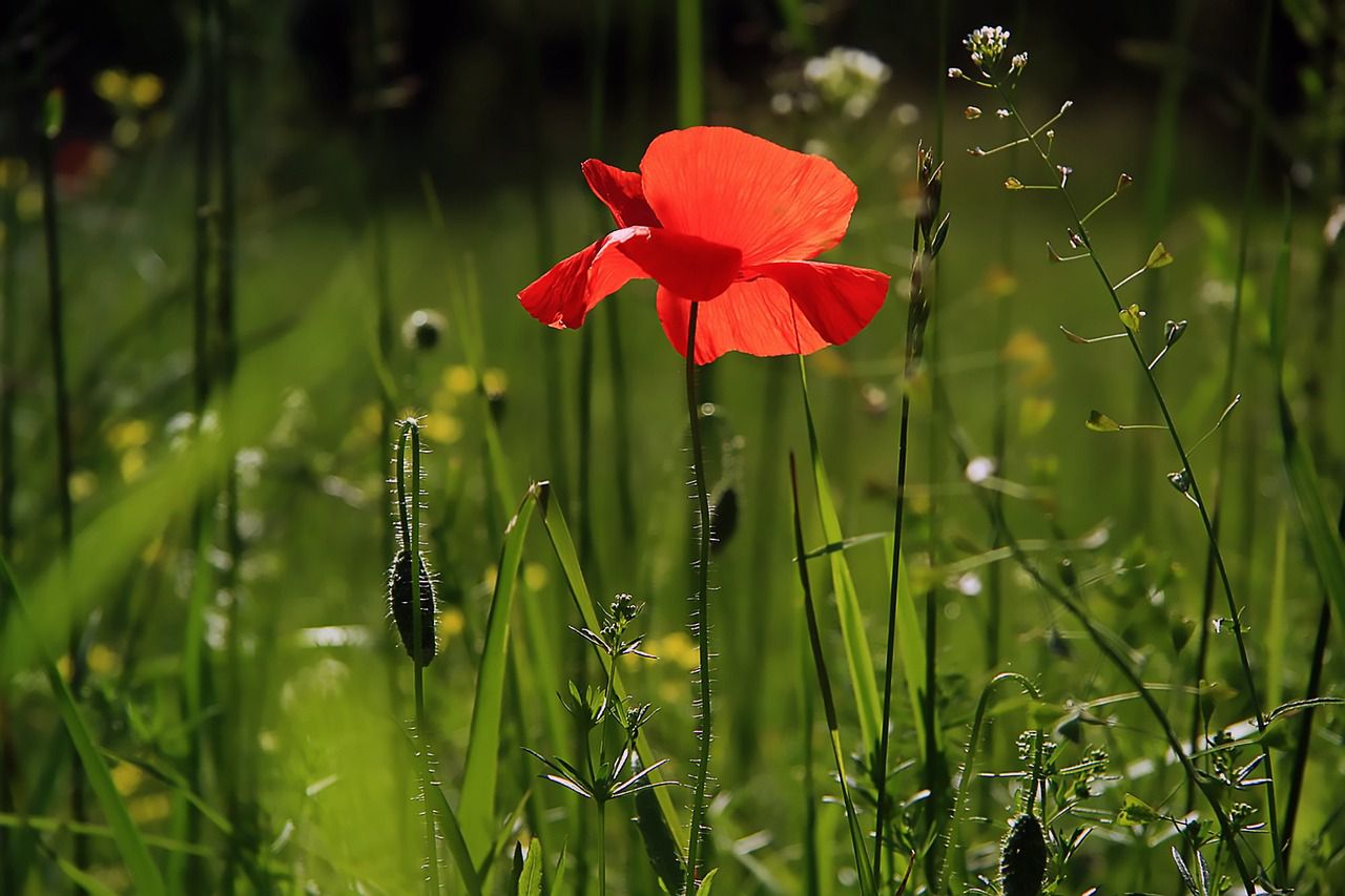 poppy flower