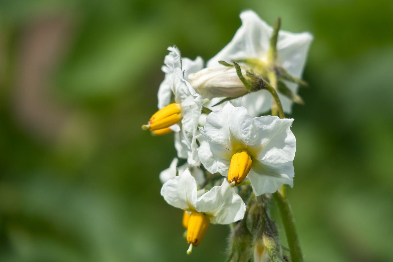 potato blossom