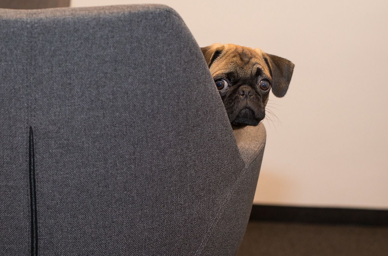 scared pug