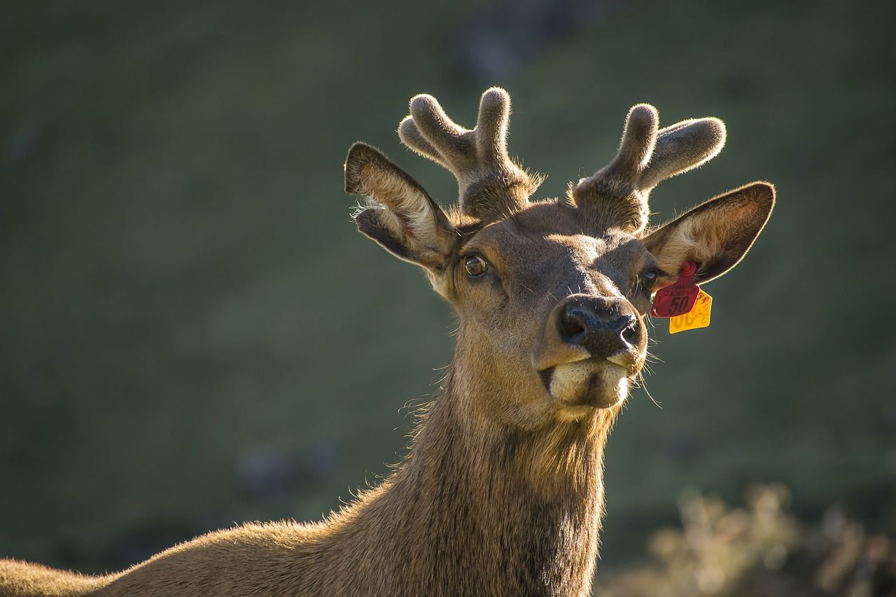 reindeer