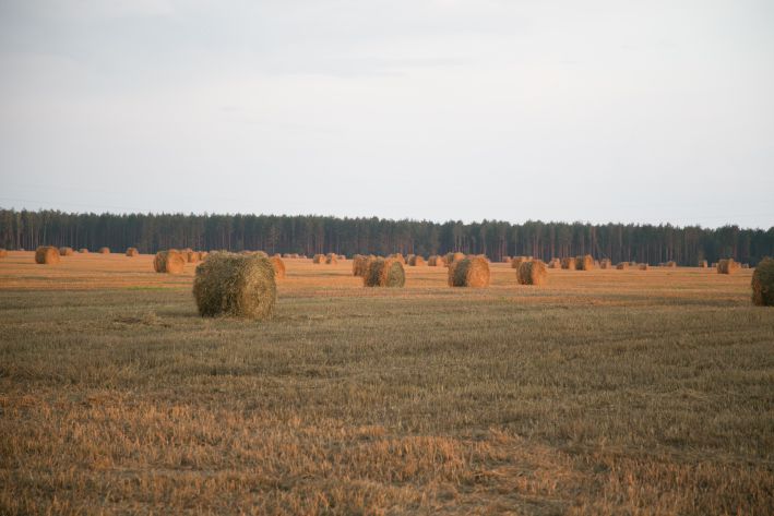 солома