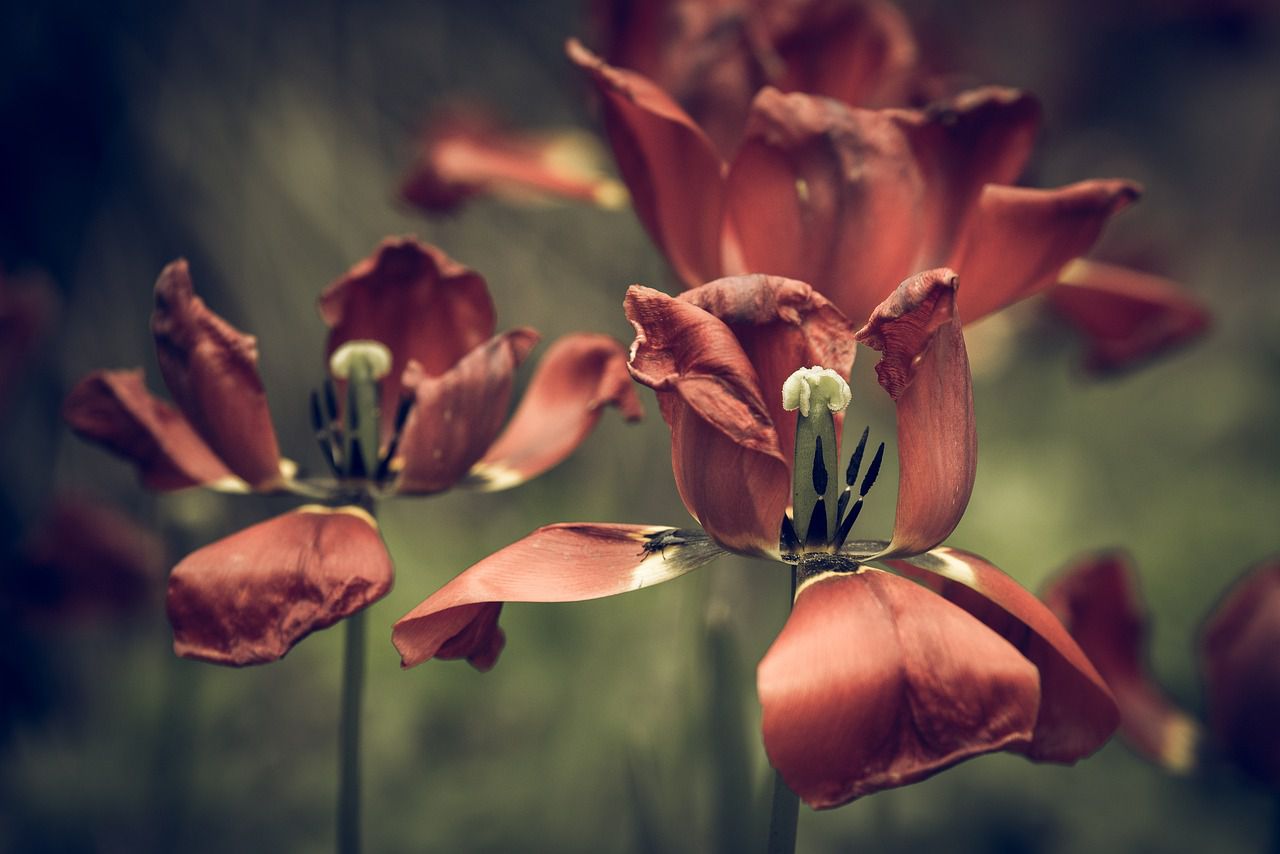 tulips