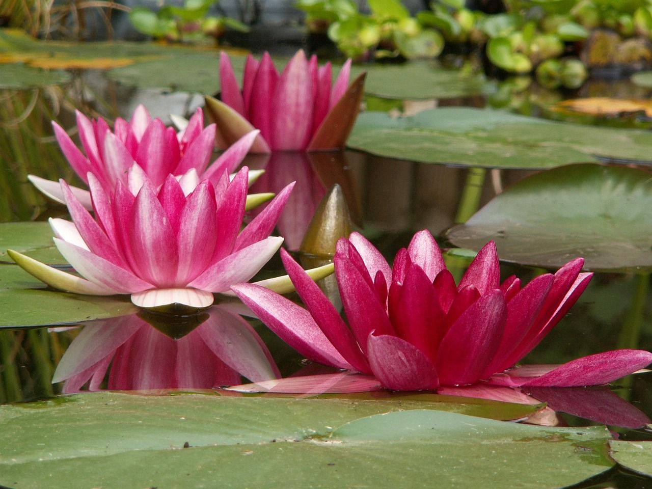 water lilies