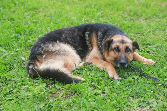 por que mi perro se persigue la cola