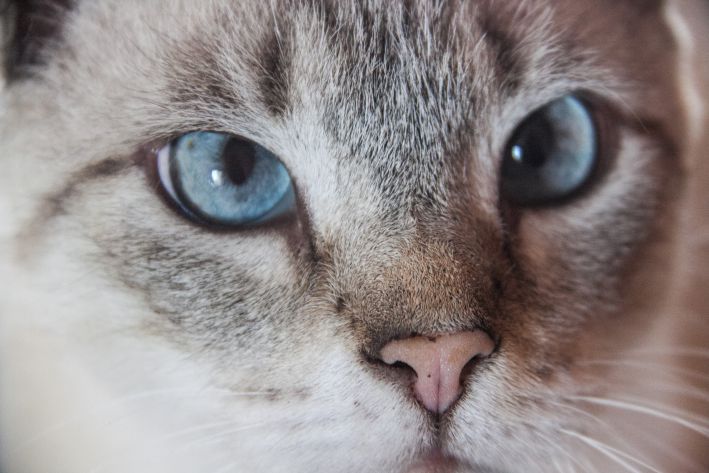 Почему у кота сухой нос и нормально ли это?