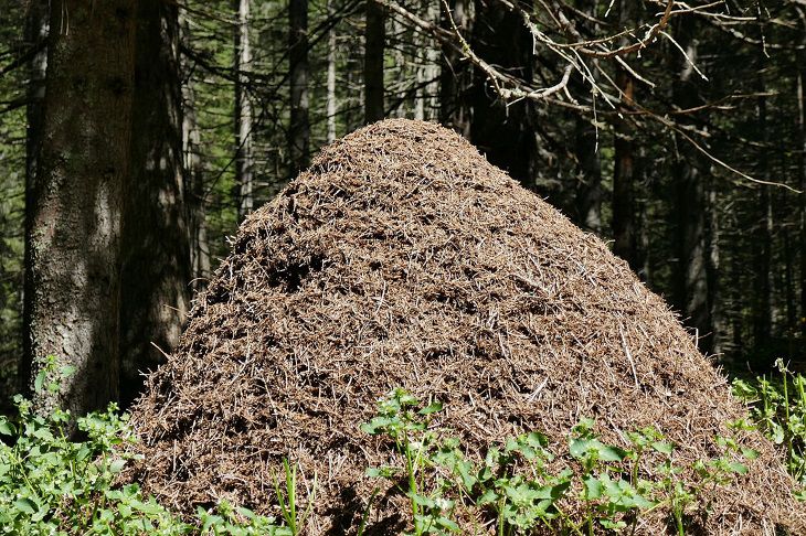 anthill