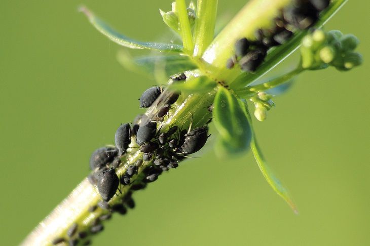 aphids