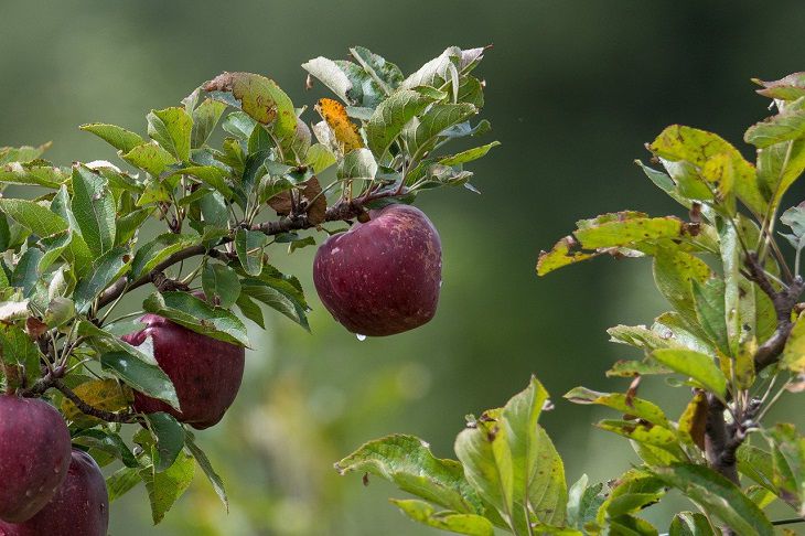 apple tree