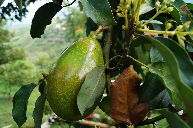 avocado tree