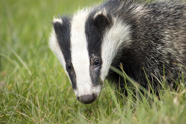 badger