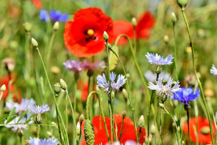 cornflowers