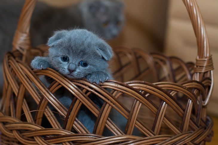 kitten