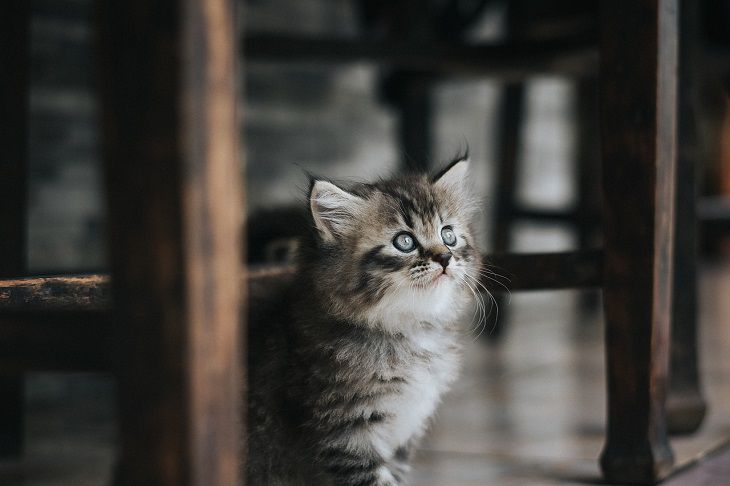 kitten