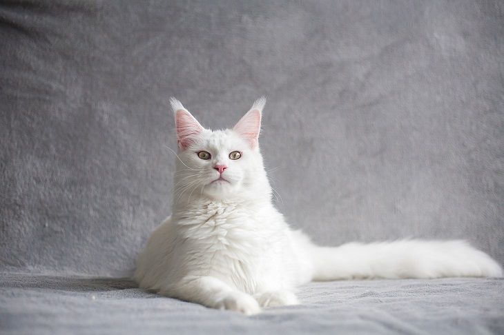 white cat