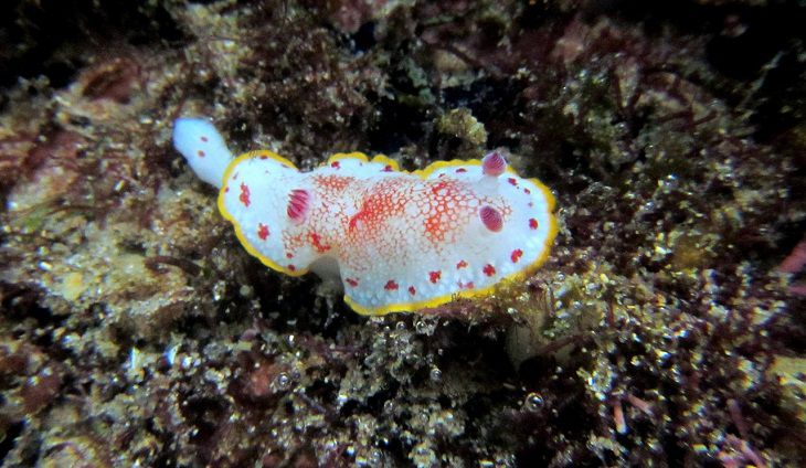 nudibranch