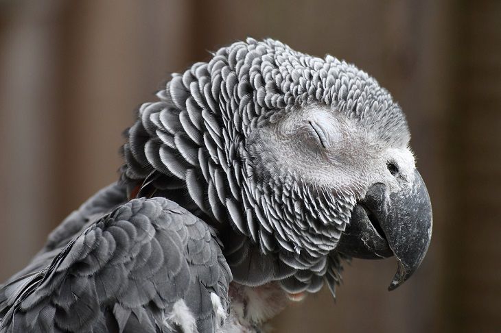 Training your parrot: Know more about your pets: news, parrots, pets ...