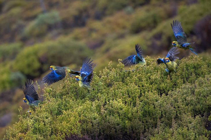 parrots