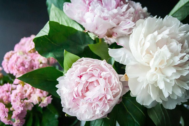 peonies