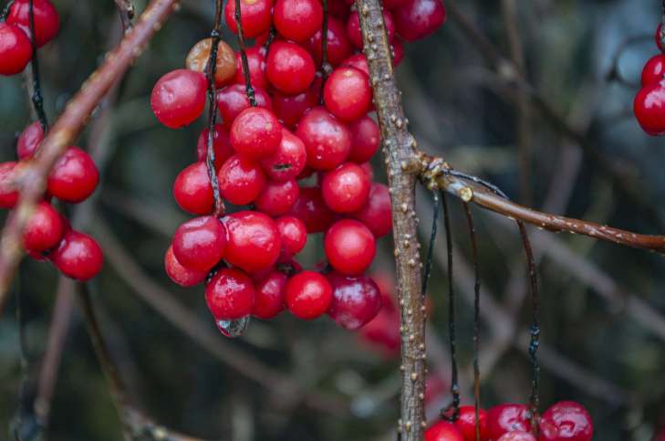 berries