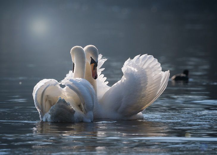 swans