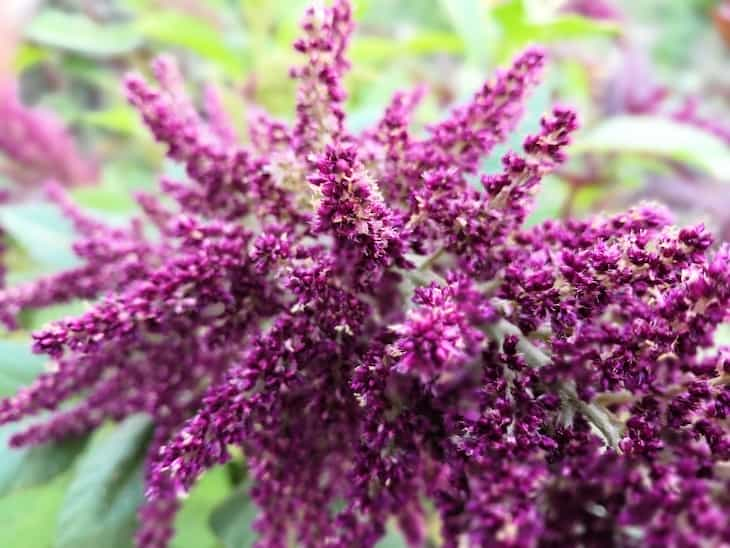 amaranth