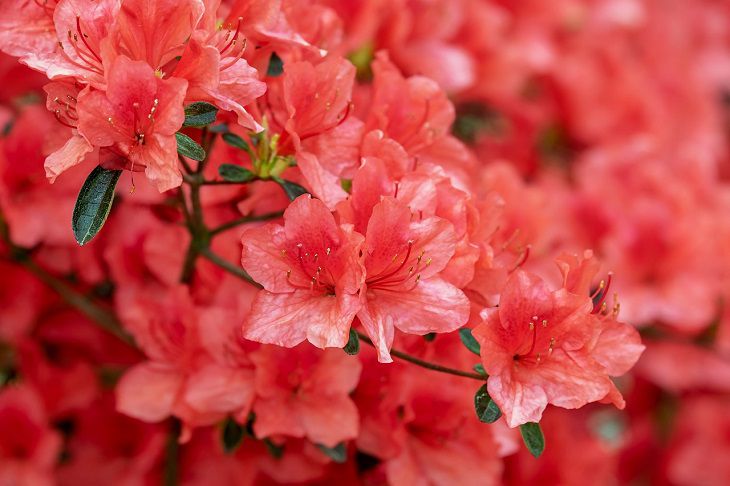 azalea