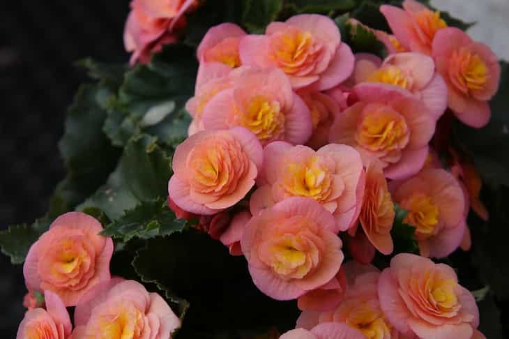 begonias