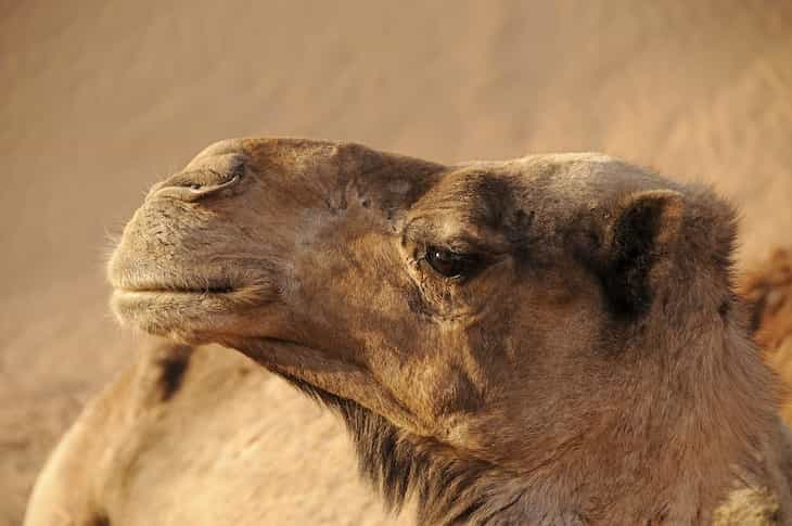 camel