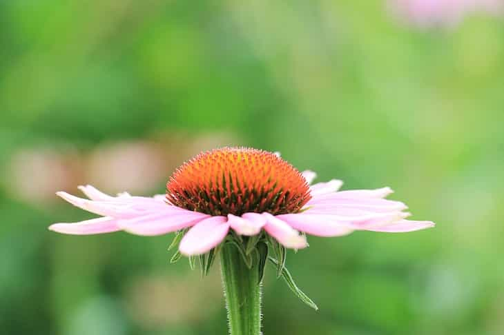 coneflower