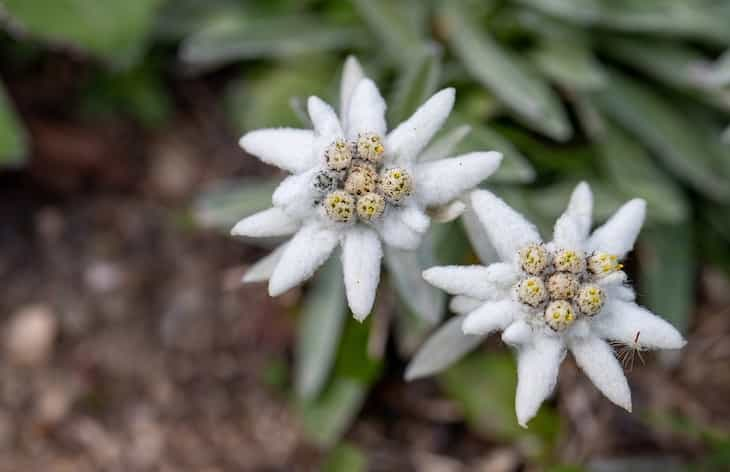 edelweiss