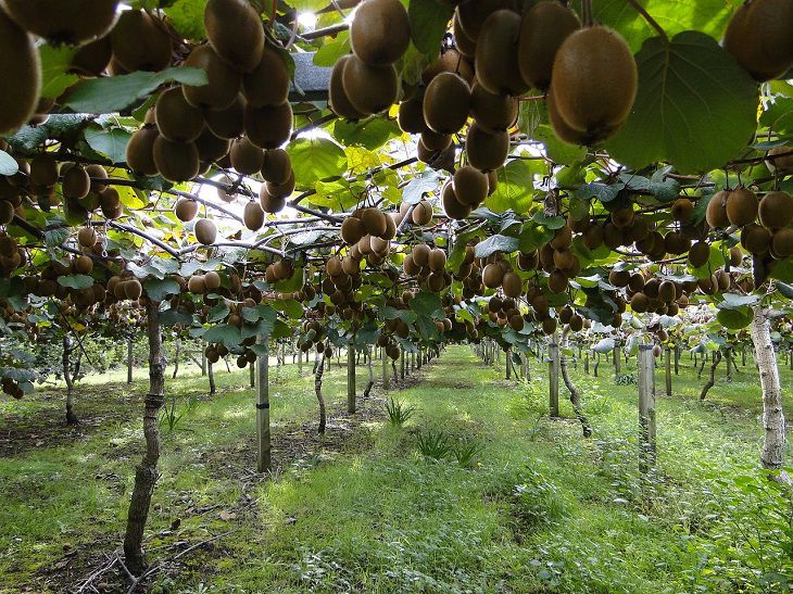 kiwis