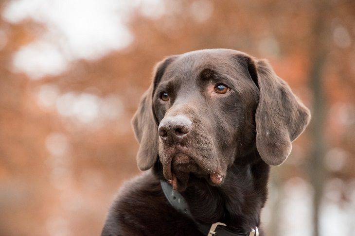 labrador