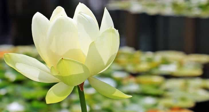 lotus