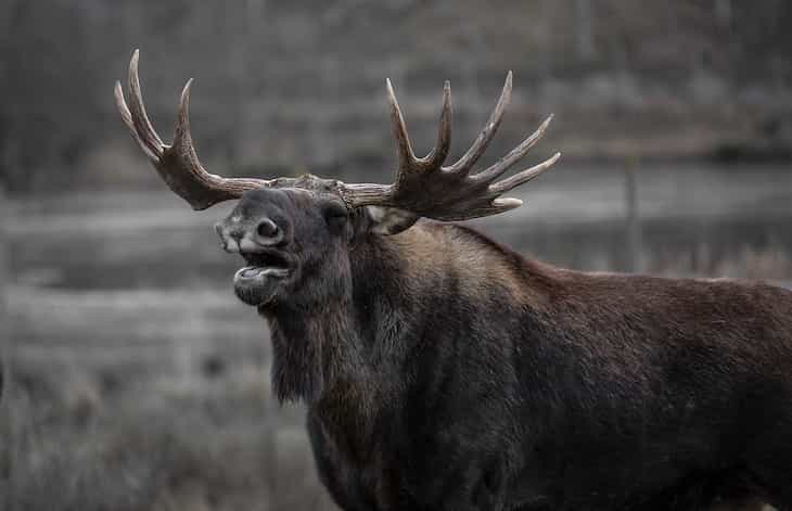 moose