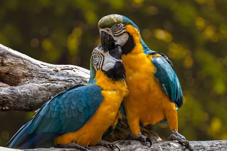 parrots