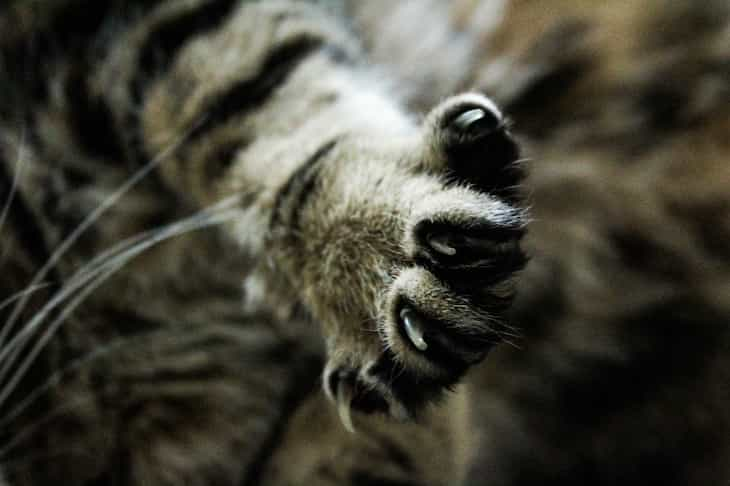 paw