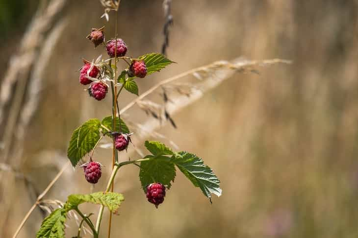 raspberry