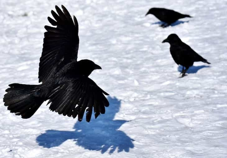 ravens