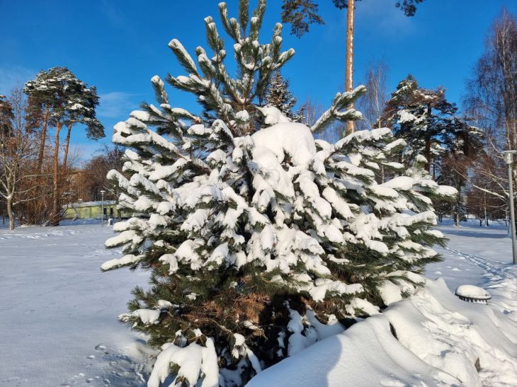Уход за садом зимой: защита от морозов и грызунов — taimyr-expo.ru