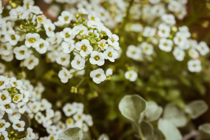 flowers