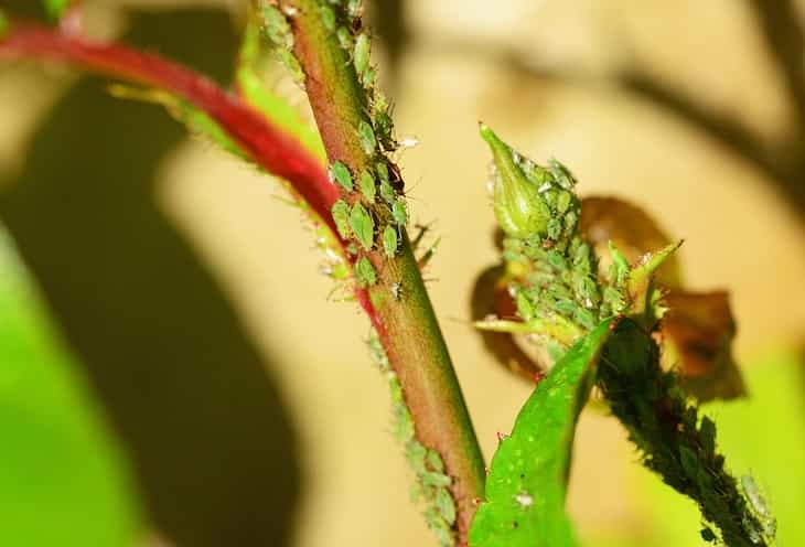 aphids