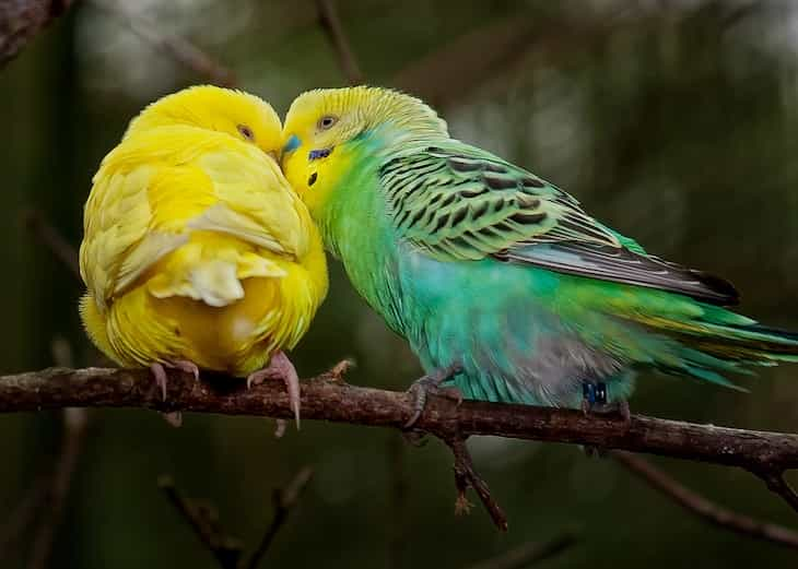 budgie