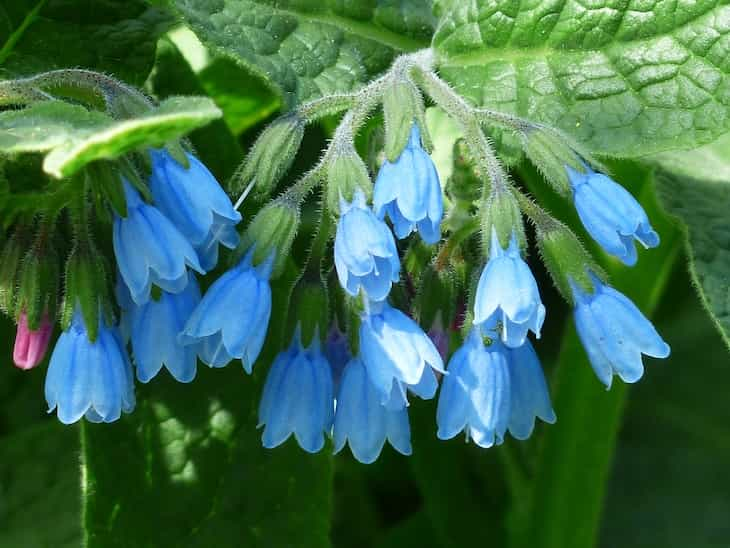 comfrey