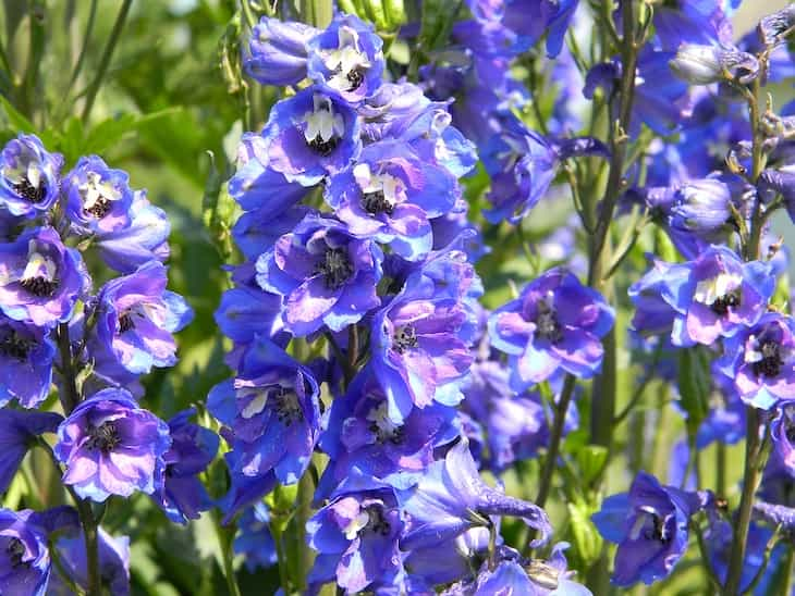 delphinium