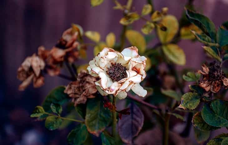 herbarium