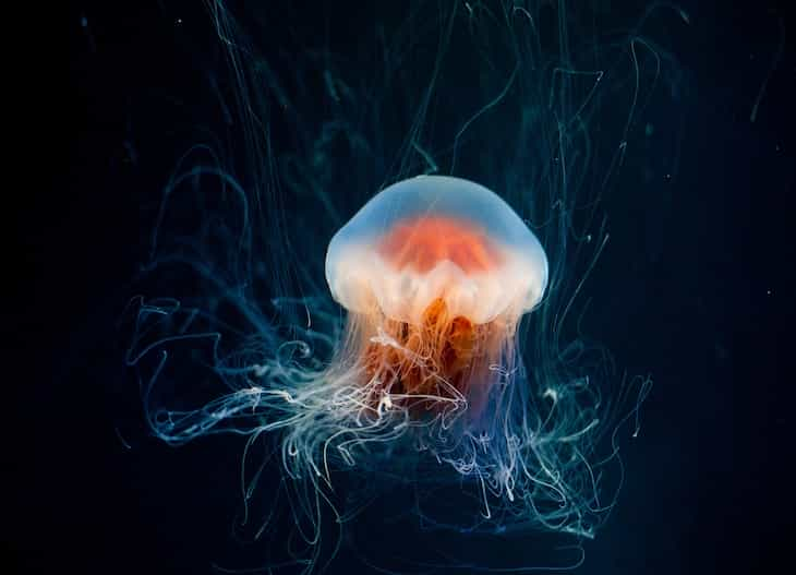 jellyfish