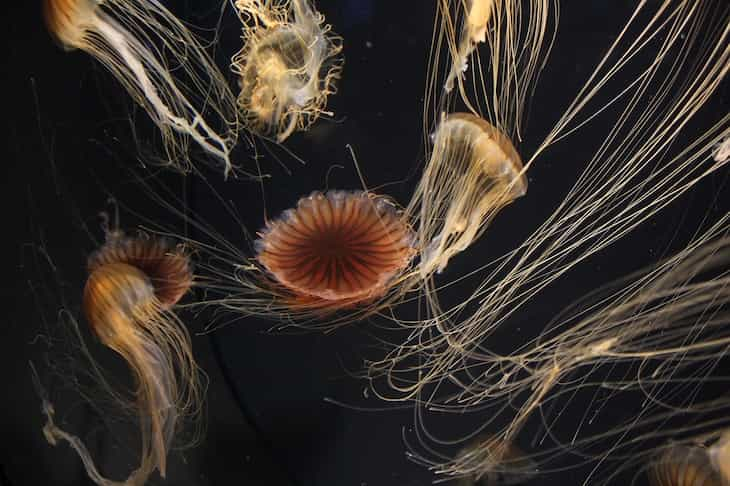 jellyfish